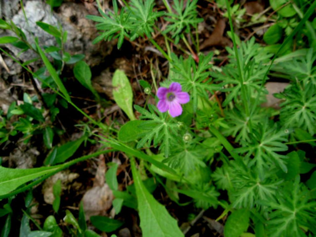 Geranium columbinum